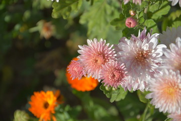 autumn flowers, autumn, Flower, flowers beautiful