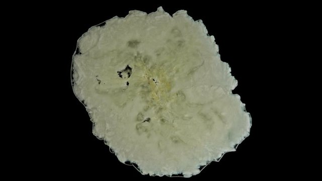 Isolated banana squishes in the studio with black background