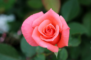 Pink Rose