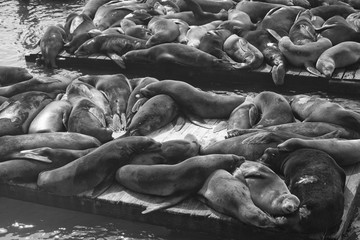 Fototapeta premium Seals on Pier 39