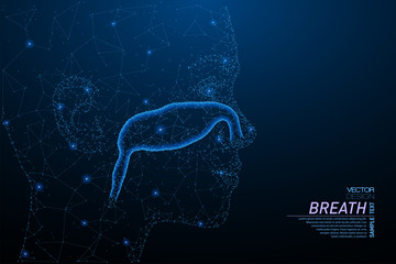 Nasal cavity structure