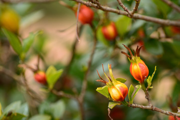 Fruits of cape jasmine on the tree.