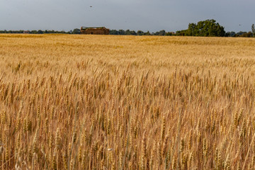 field of wheat