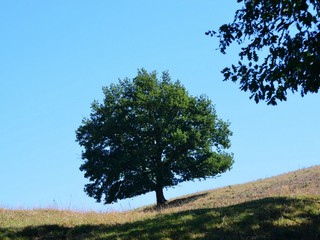 Lignum : Quercus robur L. III