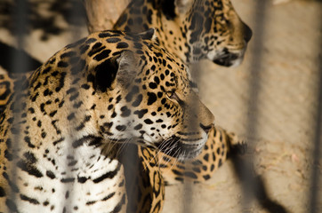 Beautiful leopard cats in a cage at the zoo in summer