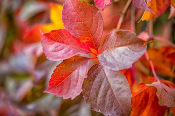 The beauty of autumn colors. Amazing colorful leaves.