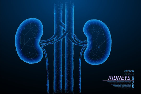 Healthy kidneys structure