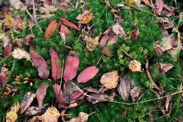 leafs on the grass