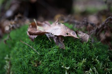 leaf on the grass
