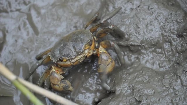 Black and yellow crab with short claws crawls on the grey colour mud in salt marsh near estuary.