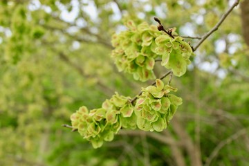 branch of a tree in spring