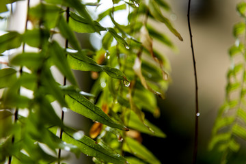 Fototapeta na wymiar Water drops on fern leaves after rain in the rainy season.