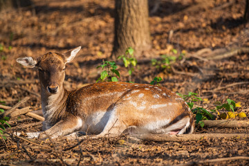 Female fallow deer in the forest