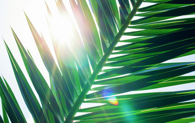 Obraz premium Sun over green palm leaves. Leaves of coconut palms and sun rays through them close-up.