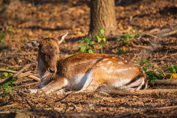 Female fallow deer in the forest