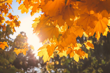 Naklejka na ściany i meble autumn yellow maple leaves. natural background