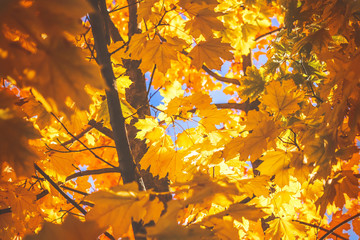 autumn yellow maple leaves. natural background
