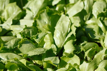 Fototapeta na wymiar rische grüne Salatblätter, Hintergrundbild
