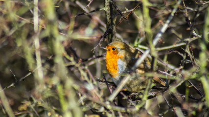 Robin Red Breast (erithacus rubecula) european robin in hedgerow