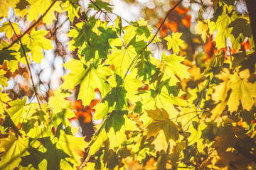autumn yellow maple leaves. natural background
