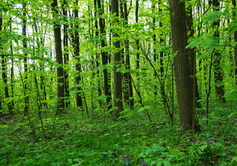 Forest trees. nature green wood sunlight backgrounds