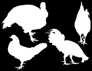 turkey and three roosters silhouettes on black