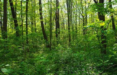 Beautiful forest landscape in the morning