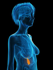 3d rendered medically accurate illustration of an elder females gallbladder
