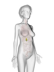 3d rendered medically accurate illustration of an elder females gallbladder