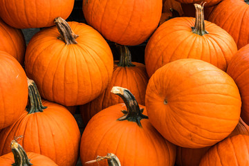 Pumpkins in a natural grouping,for sale, Halloween or Thanksgiving