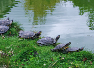 turtles resting on the shore of the pond Mont Saint-Michel, France