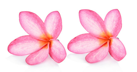 Frangipani flower isolated on white background