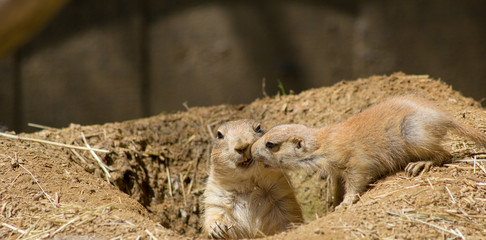 meerkat