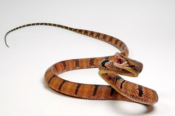 Hundezahn-Katzennatter (Boiga cynodon) dog-toothed cat snake