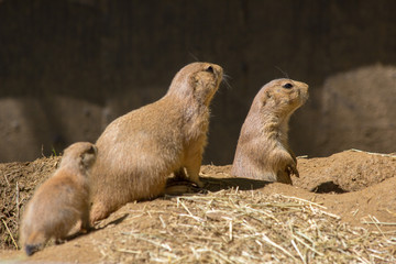 meerkat