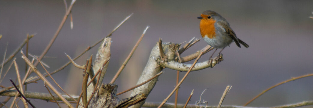 Robin Red Breast (erithacus rubecula) european robin in hedgerow