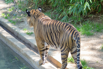 tiger in the water