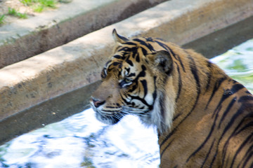 tiger in zoo