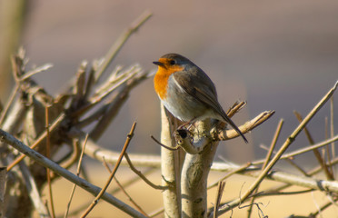 Robin Red Breast (erithacus rubecula) european robin in hedgerow