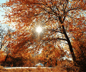 Road in the autumn forest