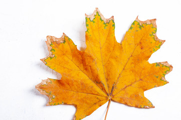 Autumn composition of yellow maple leaves on white background. Flat lay, top view, copy space