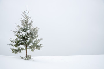Frosty snow covered fir tree in snow as winter background. - obrazy, fototapety, plakaty