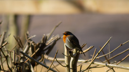 Robin Red Breast (erithacus rubecula) european robin in hedgerow