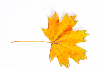 Autumn composition of yellow maple leaves on white background. Flat lay, top view, copy space