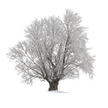 Beech tree covered with hoarfrost or snow.