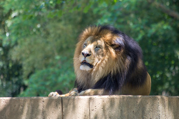 portrait of a lion