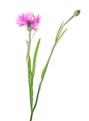 pink cornflower bloom and one bud on stem