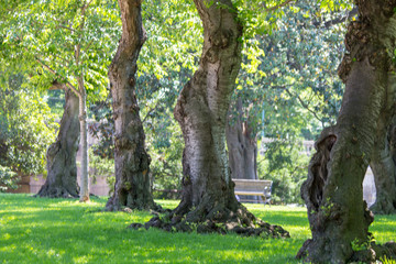 tree in the park