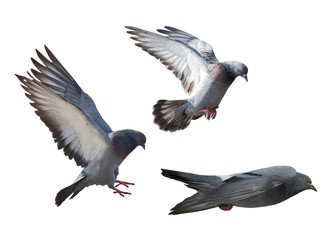 isolated on white three dark gray flying pigeons