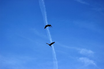 birds in the sky